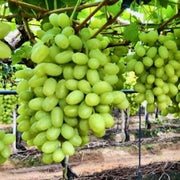 Parra de Uva de Mesa Thompson – Dulzura Natural Directo de Tu Propio Jardín